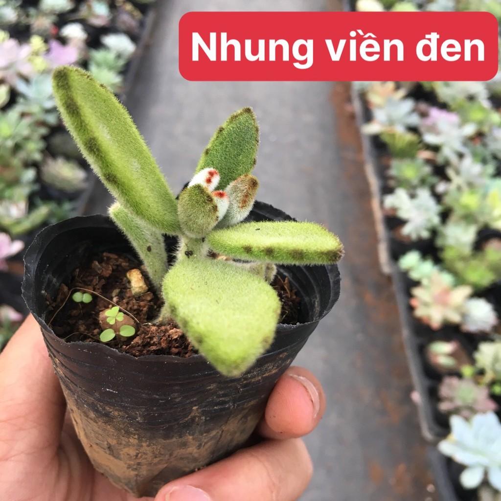 Sen đá nhung viền đen
