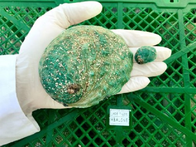 HCM - Bào ngư cao cấp Úc- Jade Tiger Abalone 500g
