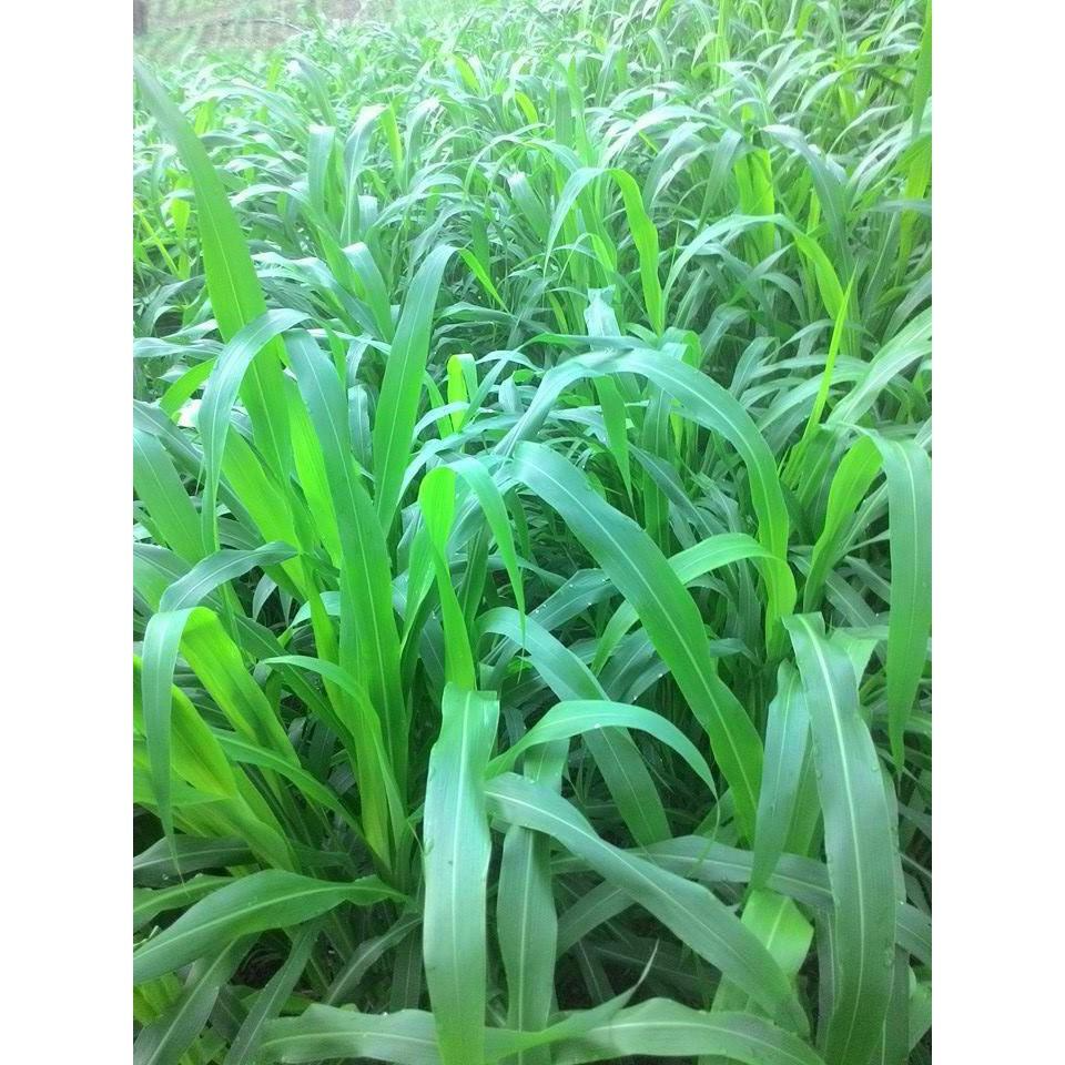 Hạt giống cỏ Sudan lai - Cỏ Cao Lương