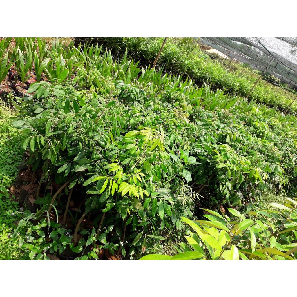 Cây Giống Nhãn Phát Tài siêu sớm.