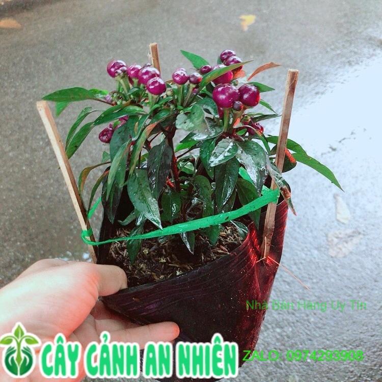 Bụi Ớt Tím