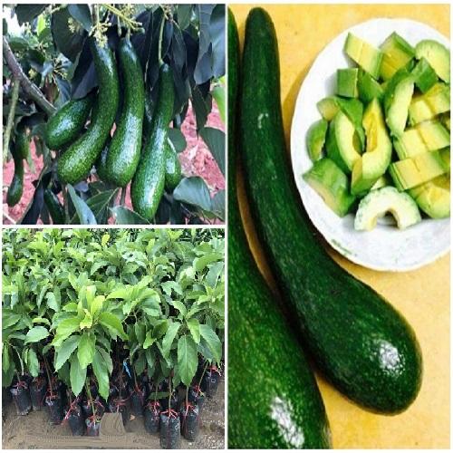 Cây Bơ 034 siêu quả chuẩn giống cam kết chất lượng