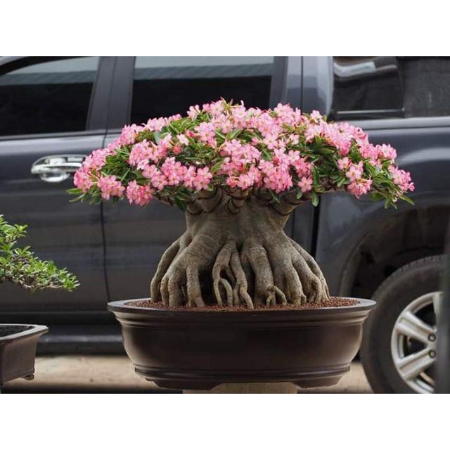 CÂY GIỐNG HOA SỨ THÁI KIM TỰ THÁP