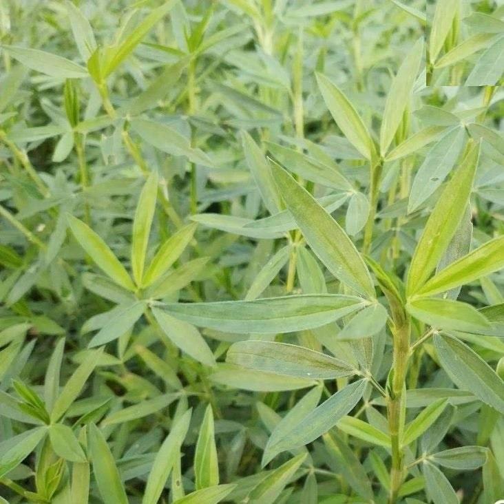 Hạt Giống Cỏ Chăn Nuôi Stylo  KNS3738 - Gói 50gram