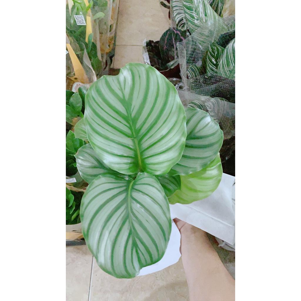 Cây Siro có sẵn quả