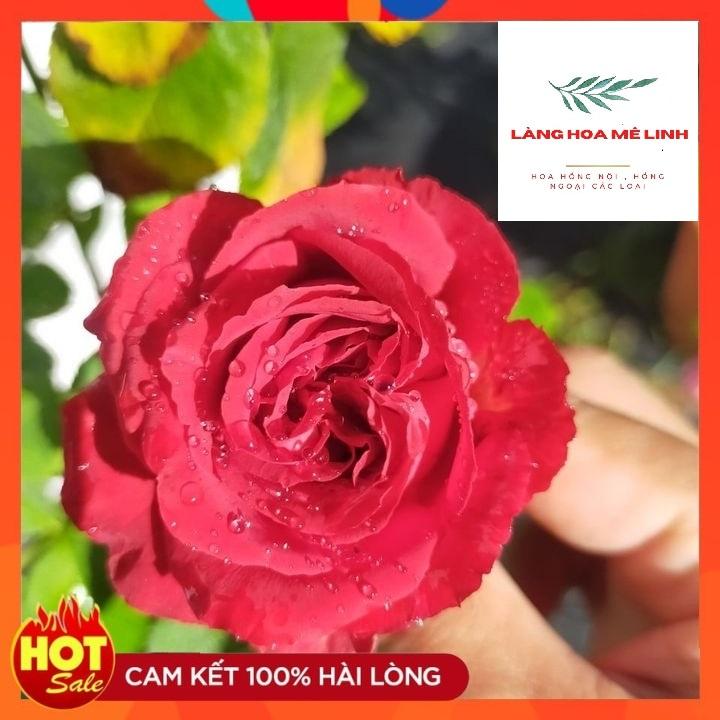 Hoa hồng TREE THÂN GỖ - Form to đỏ rực, lâu tàn bền hoa.
