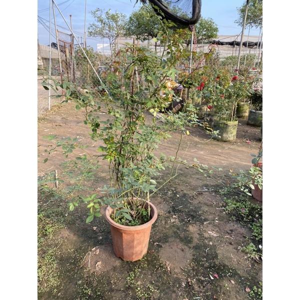 Hoa Hồng Leo Đổi Màu- bầu to cây lớn trưởng thành