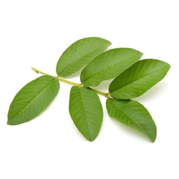1 KG Lá Ổi tươi.