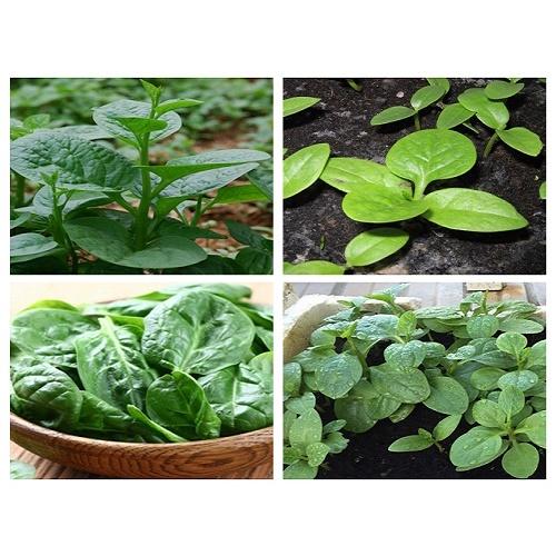 Hạt giống Mồng Tơi Xanh