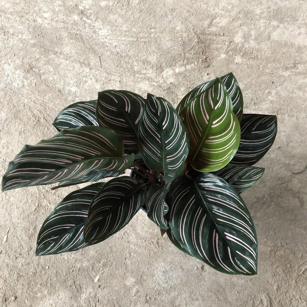 Cây đuôi công sọc, chiều cao cây 17-20cm, bụi cây to khỏe lá sọc cực đẹp dễ chăm sóc, thích hợp trang trí nội thất