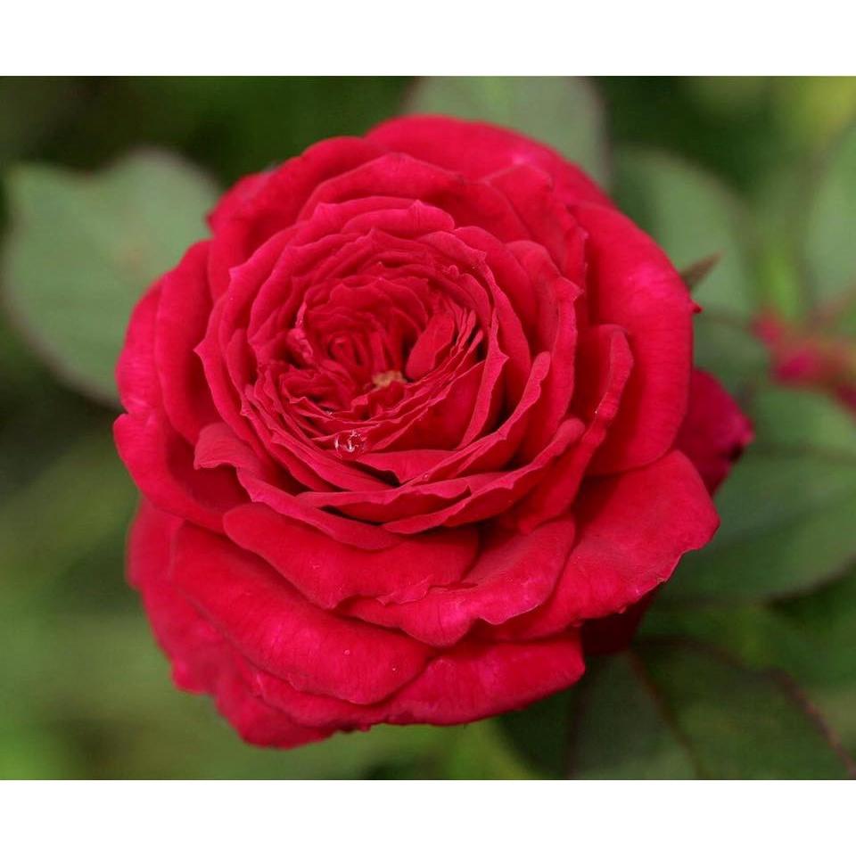 Hoa hồng ngoại Red Monte đỏ cực đẹp