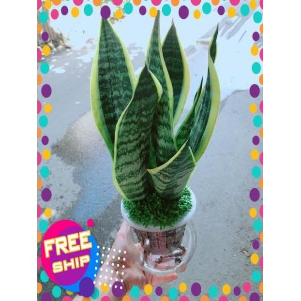 Chậu Lưỡi Hổ Thuỷ Sinh