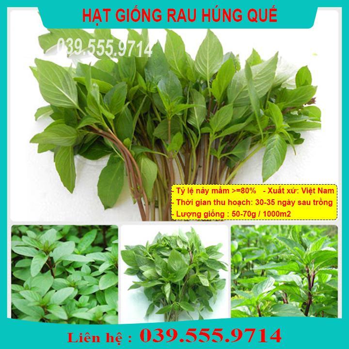 HẠT GIỐNG RAU HÚNG QUẾ  NẢY MẦM TỐT