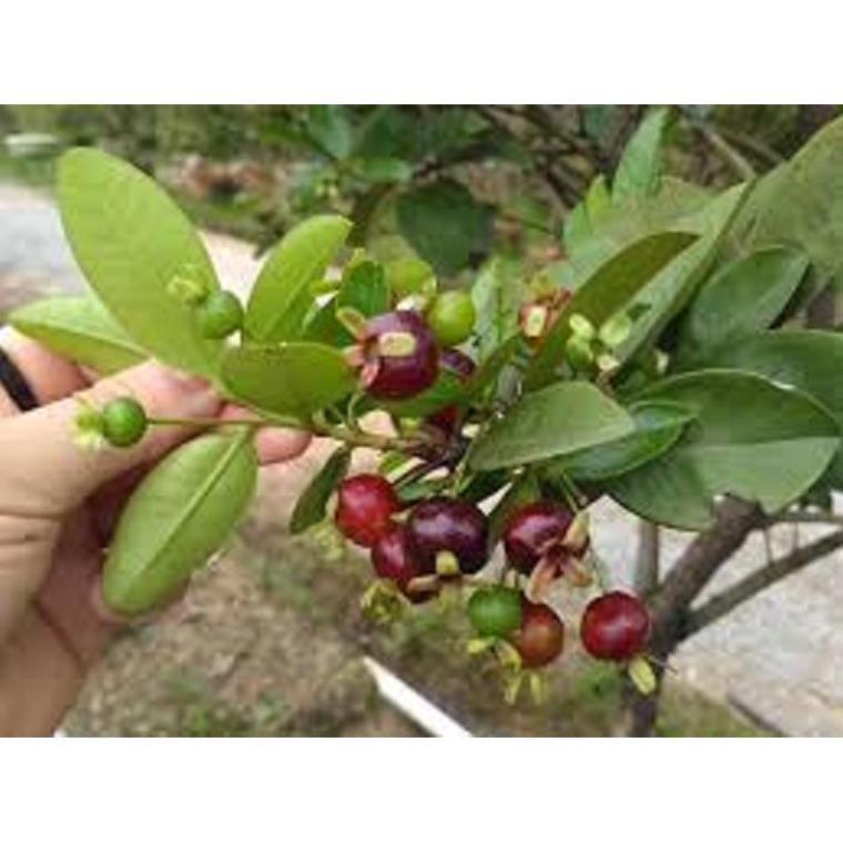 Cây giống chery chịu nhiệt chuẩn giống hàng F1