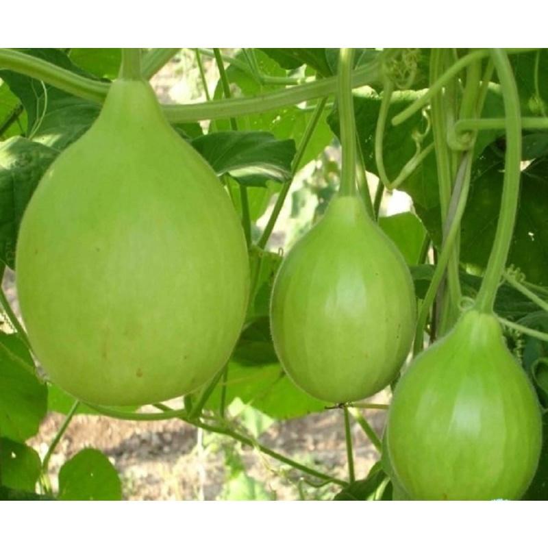 Hạt giống Bầu Tròn