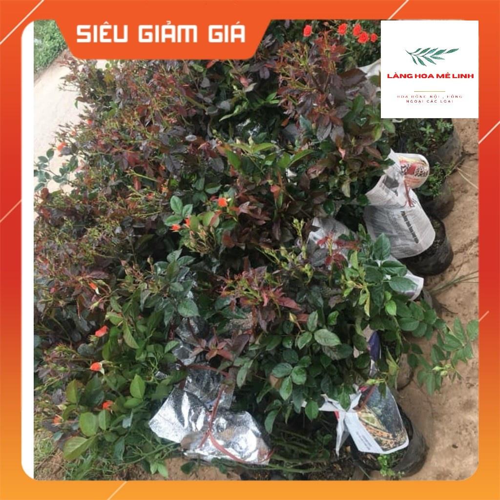 HOA HỒNG TIỂU MUỘI MÀU SẮC PHONG PHÚ ĐỎ - CAM HOA HỒNG NỤ NHỎ