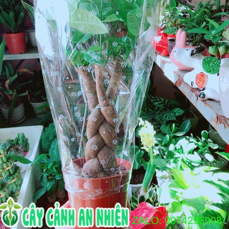 Kim Ngân Thắt Bính 3 Thân