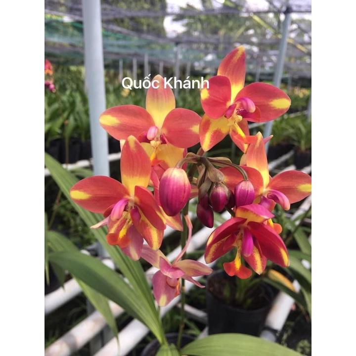 ĐỊA LAN CHU ĐỈNH màu vàng hổ phách- bầu cây giống