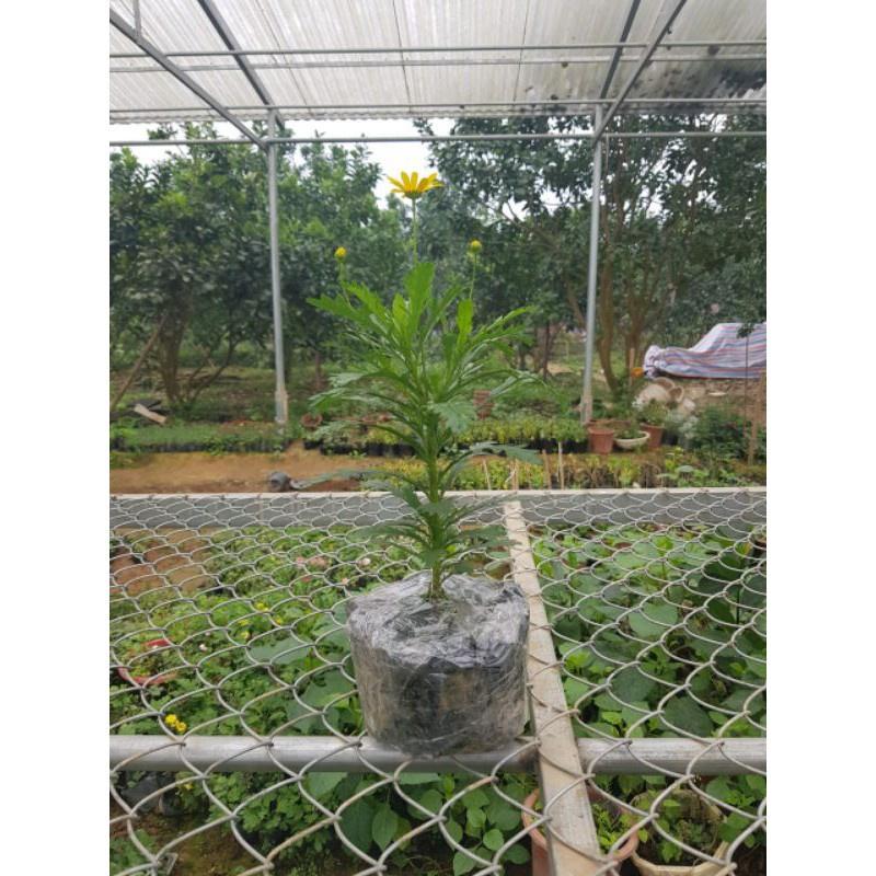 Cúc thân gỗ
