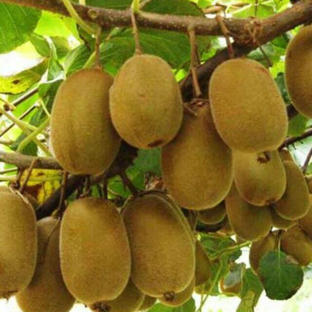 Cây kiwi ruột vàng