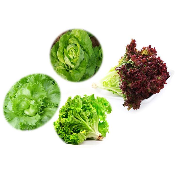 Combo Hạt giống 4 Loại Xà Lách Tỉ lệ nảy mầm cao - Hạt giống Nông Vàng