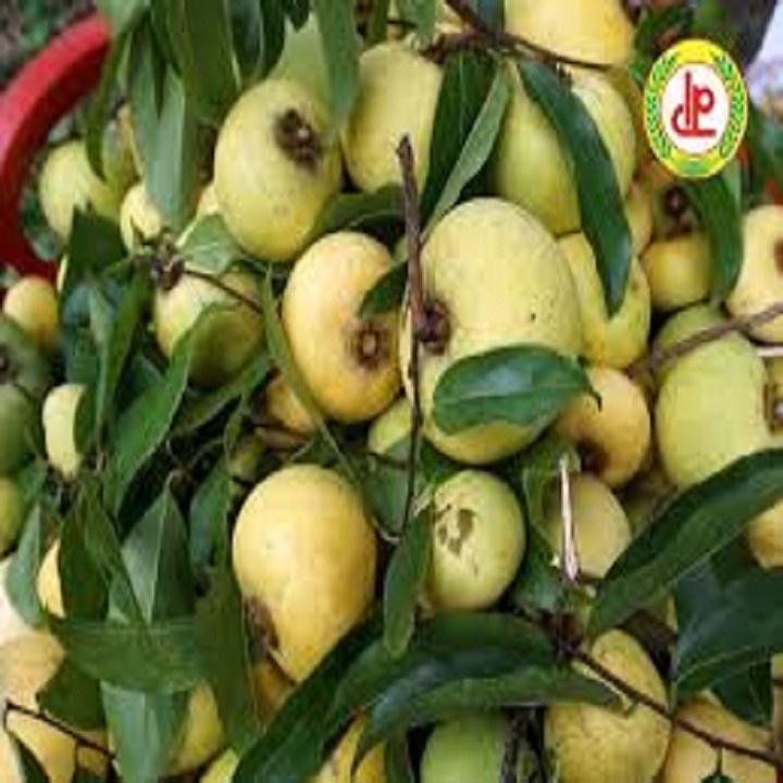 CÂY GIỐNG CÂY THỊ THƠM cô tấm