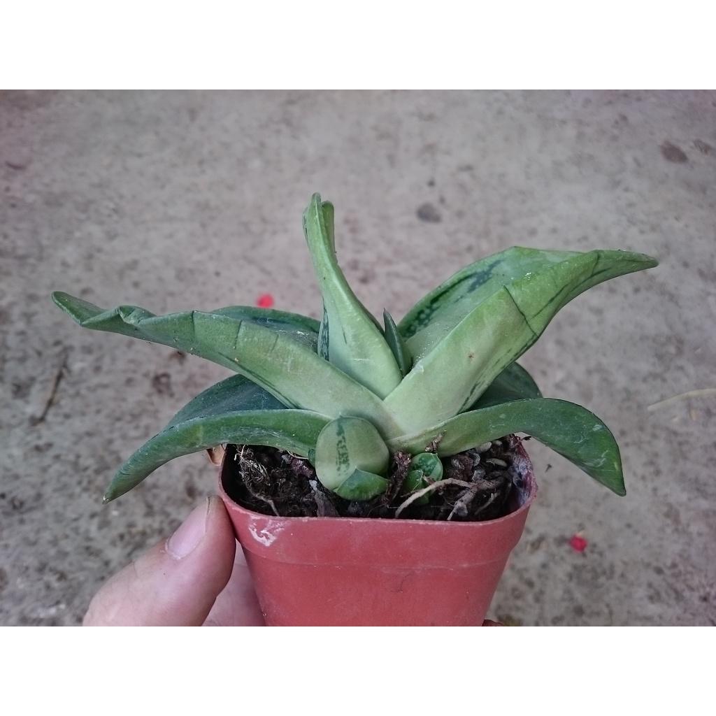 Cây Sen Mỏ Vịt - cây cảnh để bàn + tặng phân bón cho cây