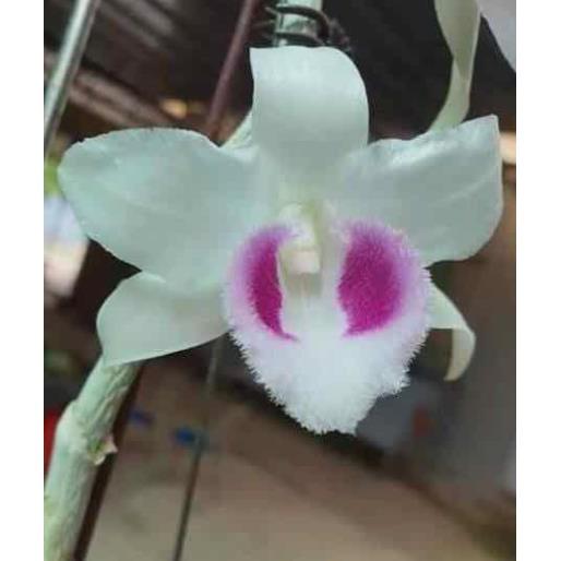 Phi điệp 5ct ho hàng giống