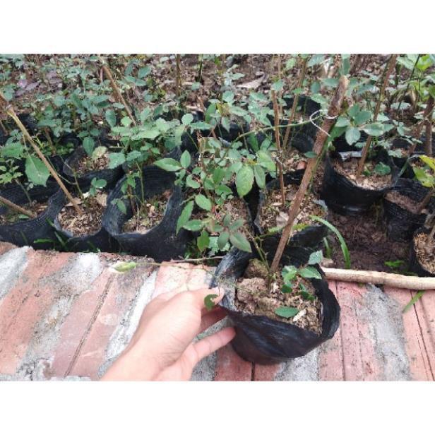 Cây Giống Cây giống hoa hồng bạch ho
