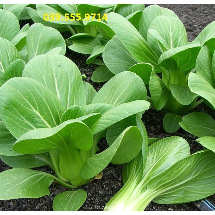 Hạt Giống Rau Cải Chít Lùn 100gam - Rau Trồng Chậu Nhanh Thu Hoạch