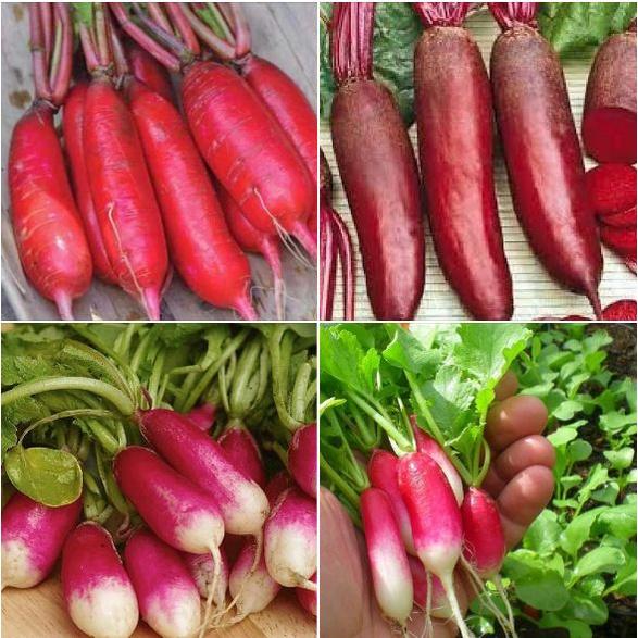 Hạt giống củ cải dài đỏ - 1 gói 5gram