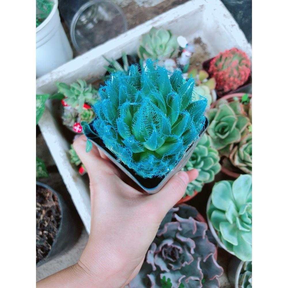 Chậu kim cương dạ quang