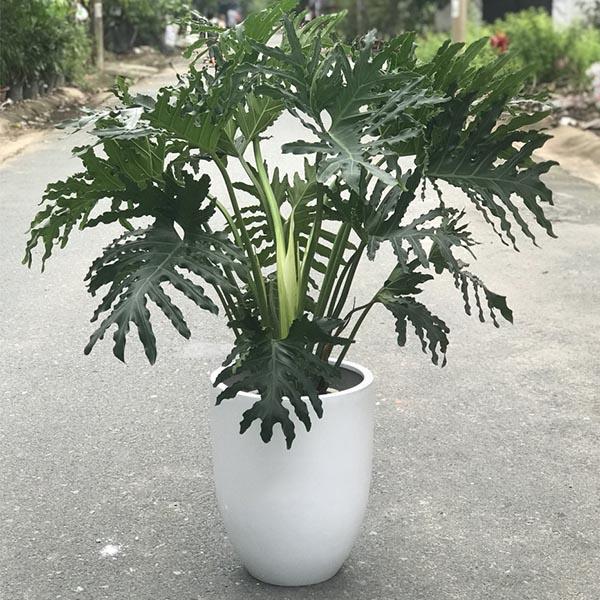 Cây trầu bà thanh Xuân - cây nhỏ