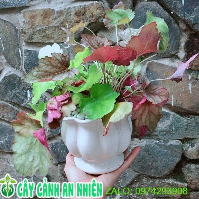 Chậu Cây Lá Màu