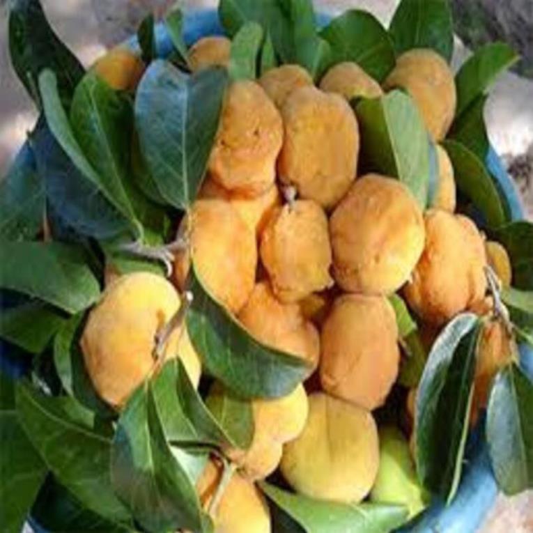 Cây CHAY giống - Cây giống chuẩn F1 - Siêu quả, cam kết chất lượng