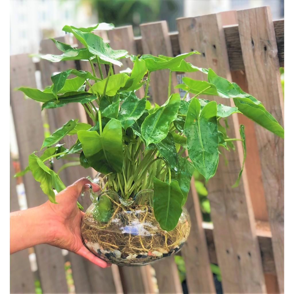 Chậu thủy tinh cây trầu bà Pháp thủy canh tặng kèm đá trang trí
