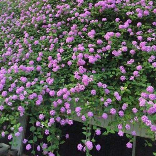 CHẬU HOA CÚC Ngũ Sắc Tím Rủ SIÊU ĐẸP - NCCCTNGTRSD