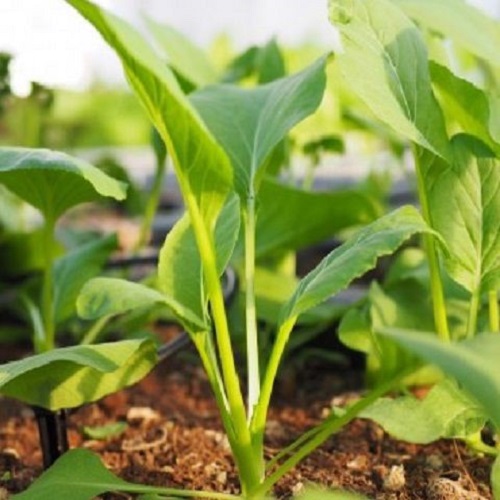 COMBO 3 GÓI HẠT GIỐNG RAU CẢI NGỌT F1