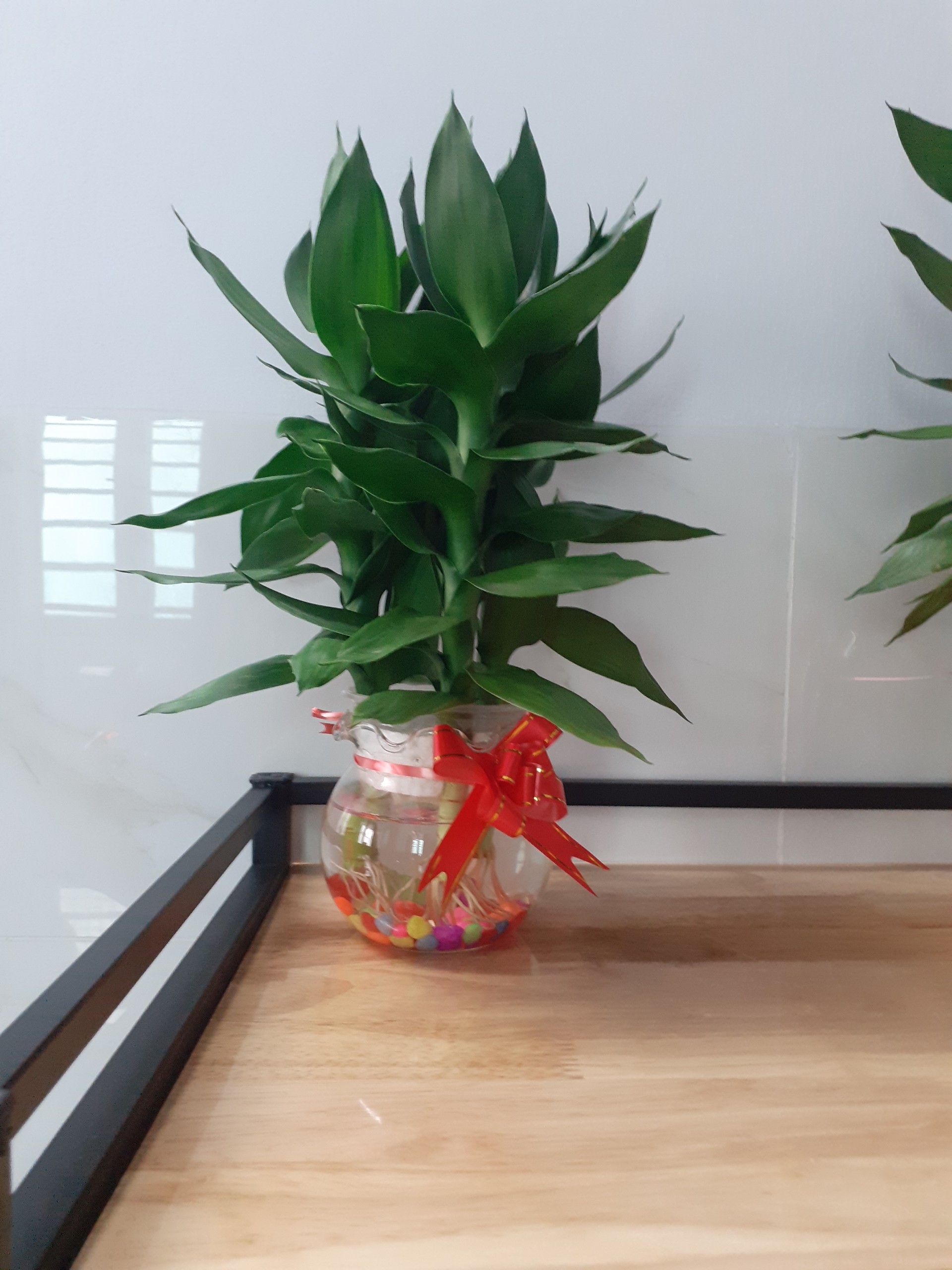 Chậu Phát Tài Búp Sen – Chậu thủy tinh – đẹp tinh khiết