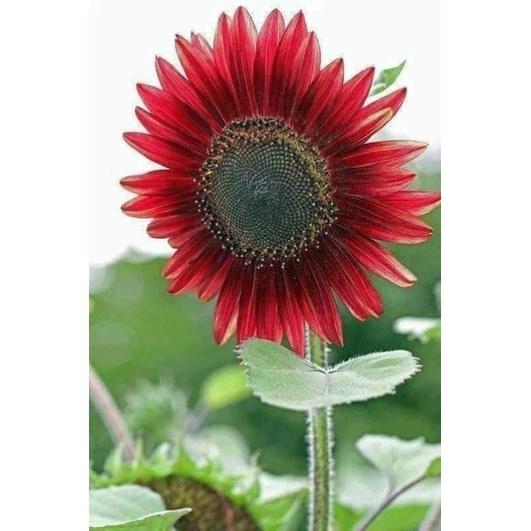 Hạt giống hoa Hướng Dương Đỏ - gói 30g