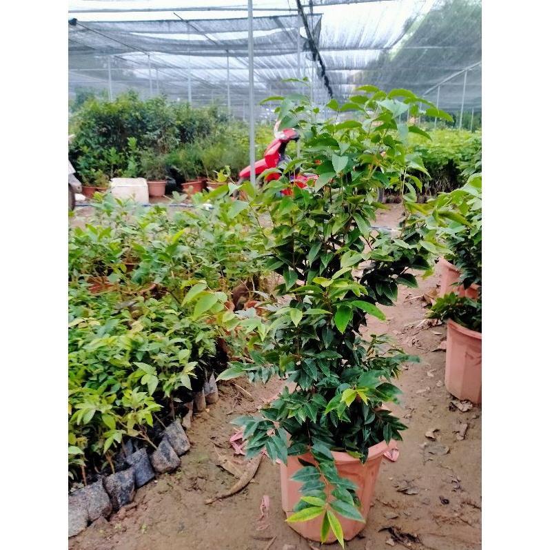 CÂY NHO GỖ 12 VỤ 1 NĂM CHO QUẢ cây giống thuần chủng F1