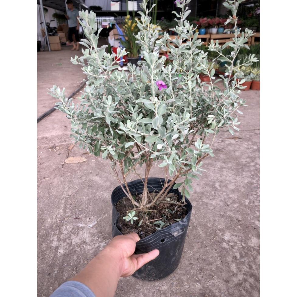 Cây Tuyết Sơn Phi Hồ cao 60cm -Không giao dc 19 tỉnh Miền Nam
