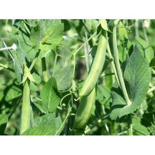 Hạt giống ĐẬU HÀ LAN XANH 10gr