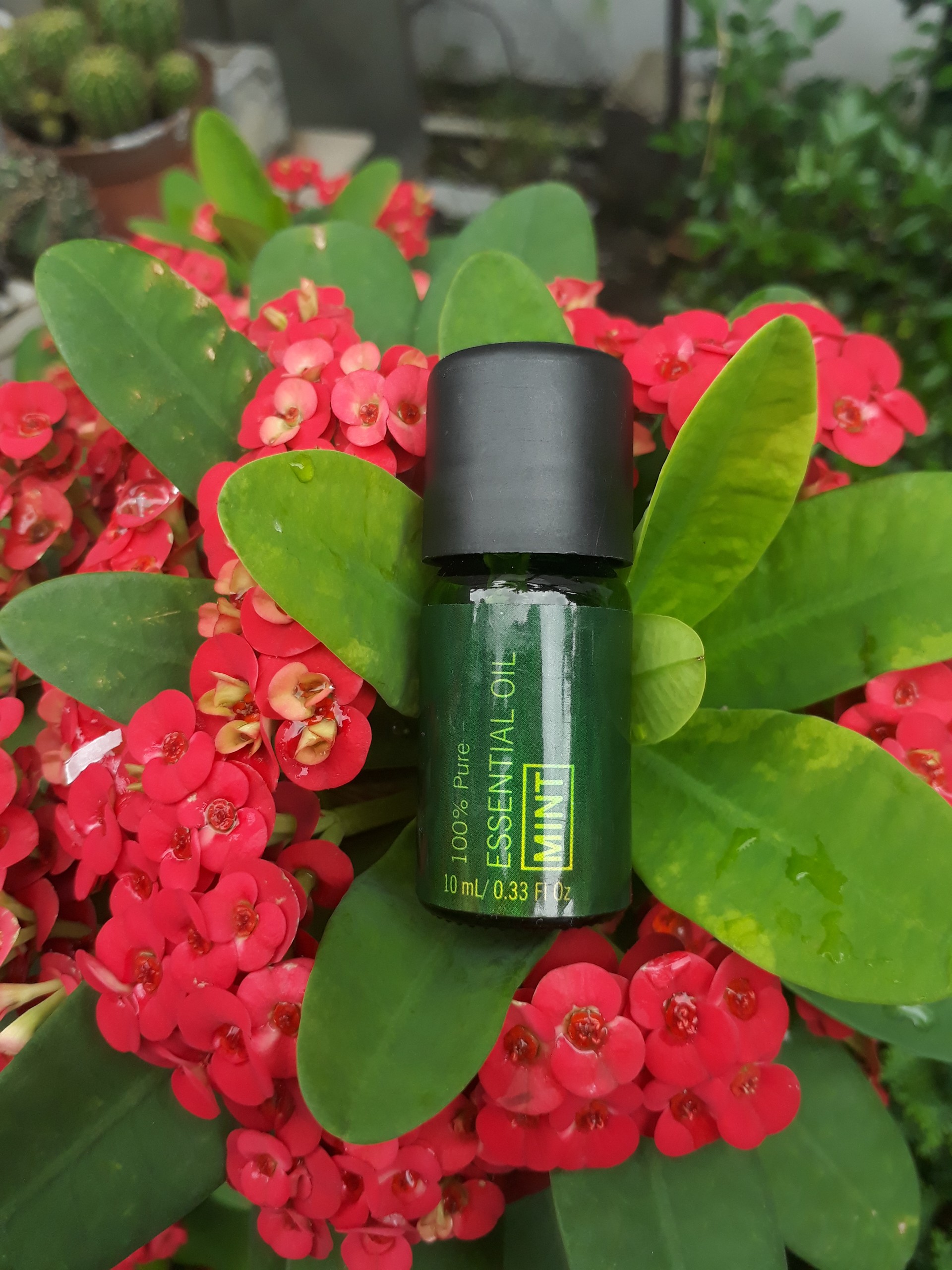 Tinh dầu nguyên chất 10ml: Kháng Khuẩn, Đuổi Muỗi, Côn Trùng, Giảm Stress, Thư Giãn. 100% từ thiên nhiên.
