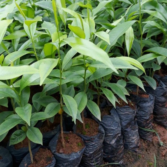 CÂY giống TRẦM HƯƠNG BẦU TO .
