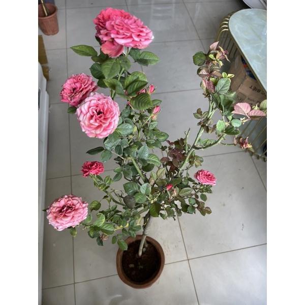 Cây giống hoa Hồng tezza Hồng thân gỗ dáng tree -bầu to lớn, cây trưởng thành trưởng thành