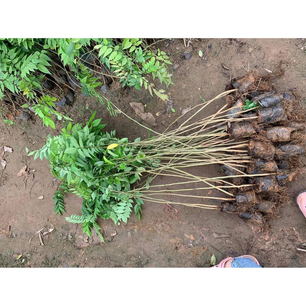 Combo 5 cây giống sưa đỏ cao 80cm