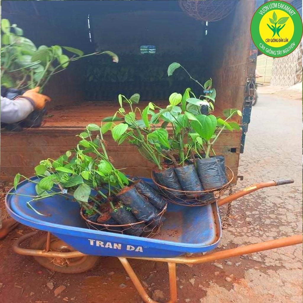 Giống Tiêu Ăn Hạt