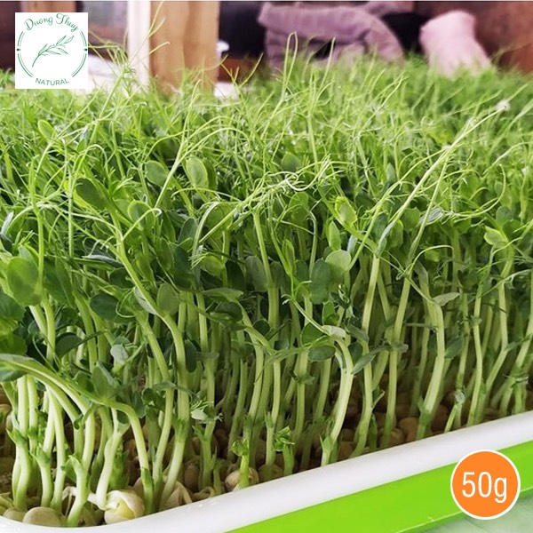 1KG HẠT GIỐNG RAU MẦM ĐẬU HÀ LAN , LOẠI 1 , NẢY MẦM NHANH  , THU HOẠCH SAU 7 NGÀY
