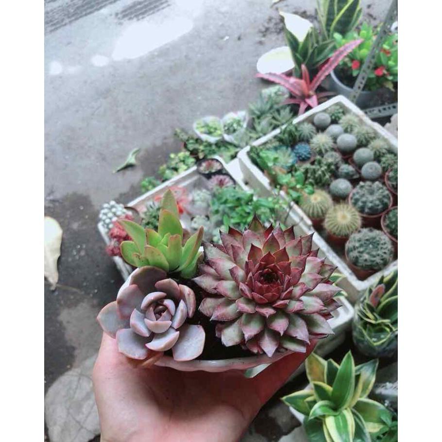 Chậu Sen Đá Mix Bán Chạy